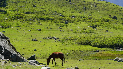 Obraz na płótnie A horse grazes on vibrant green grass with scattered rocks under bright sunlight in a mountainous landscape with lush vegetation and distant hills