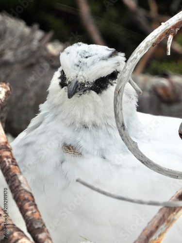 Принти на полотні female rock ptarmigan in snow