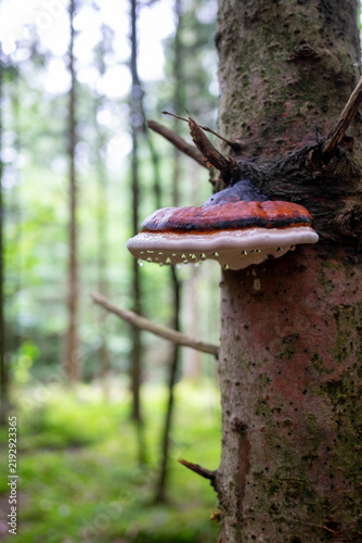 Baumpilz mit Regentropfen im Eibenwald