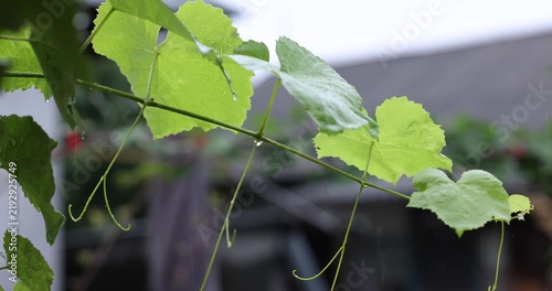Gentle raindrops falling on fresh grapevine leaves