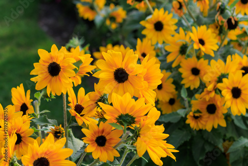 Картината върху платно Yellow Black-Eyed Susan Flowers in Garden