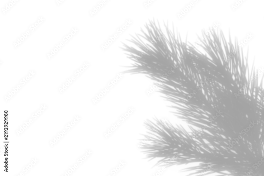 Fototapeta premium Christmas pine branch shadow on a transparent background.