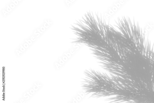Christmas pine branch shadow on a transparent background.