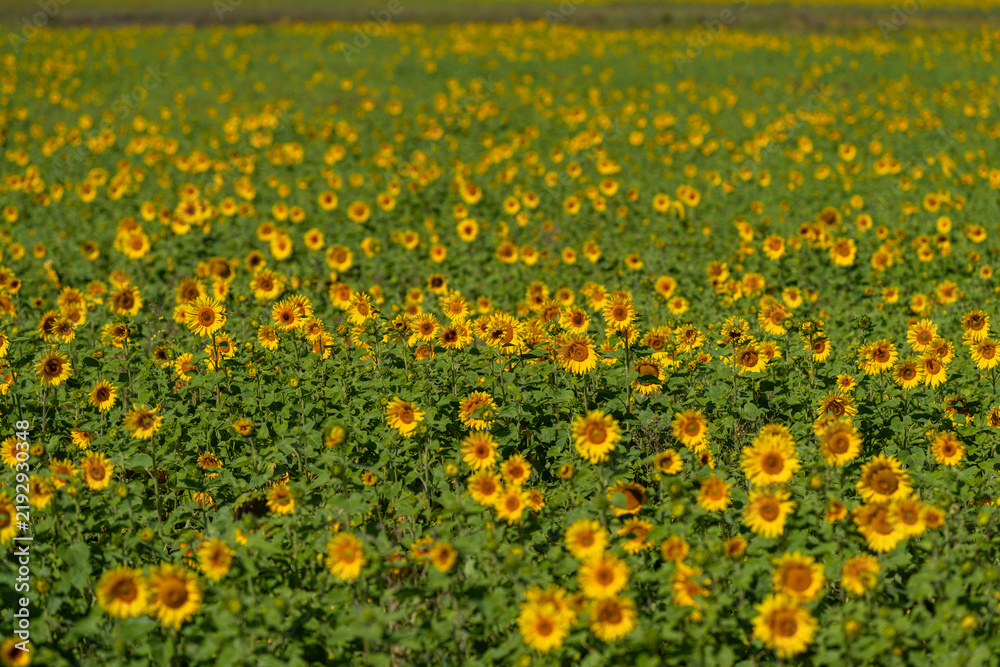 Obraz premium Vibrant sunflower field stretches under a clear blue sky offering a stunning display of nature's beauty