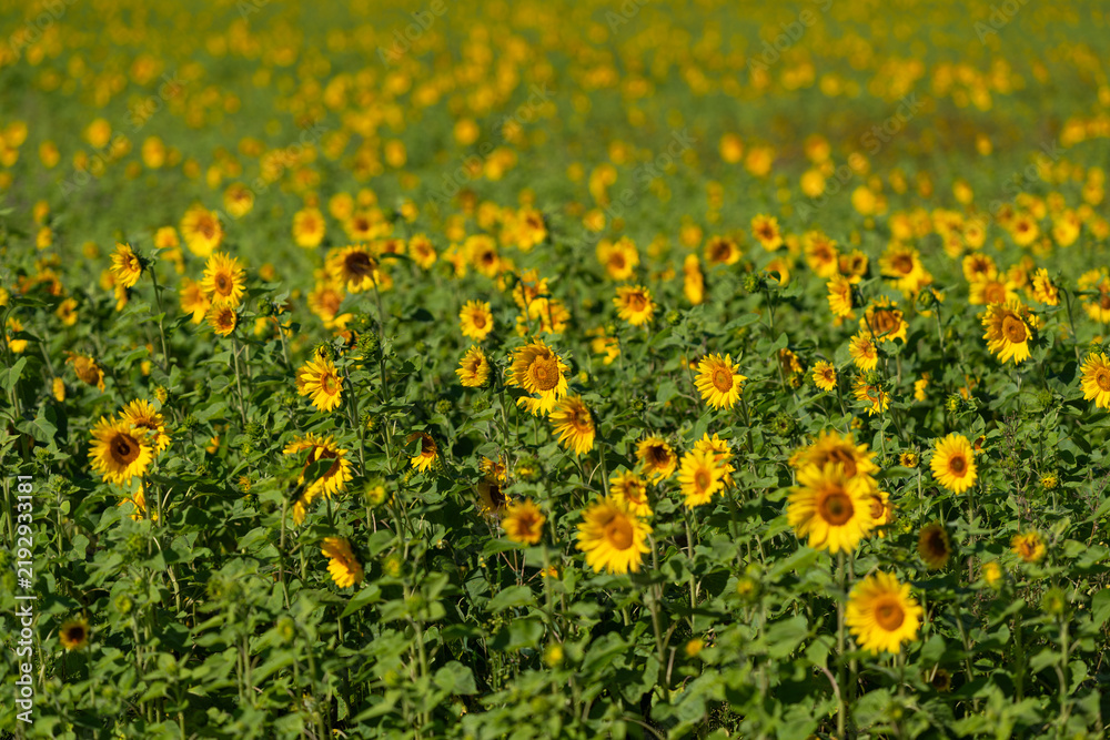 Fototapeta premium Vibrant field of sunflowers swaying gently under the warm sun in a rural landscape