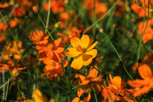 Orange and yellow cosmos flowers in sunlight