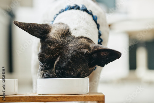 Close-up shot of French bulldog eating food from ceramic bowl indoors. Visual represents canine nutrition and domestic pet care, suitable for pet food advertising
