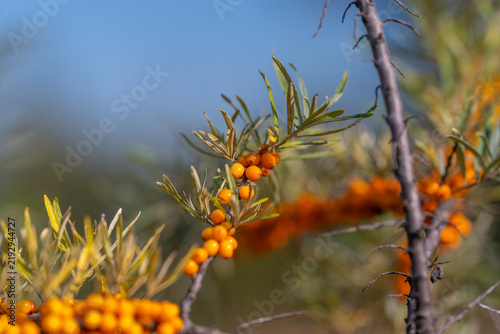 Foto Bright orange sea buckthorn berries glisten in the warm sunlight surrounded by v