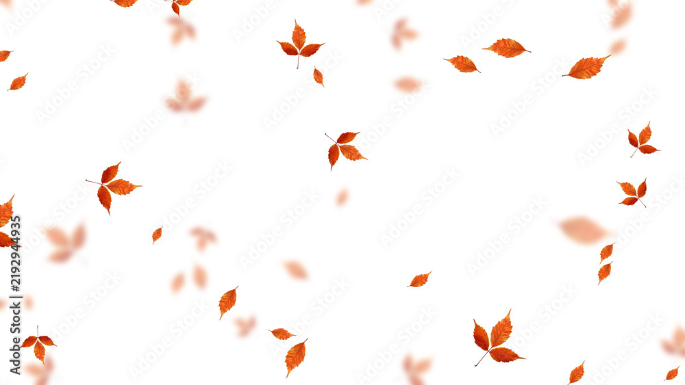 Obraz premium colorful autumn leaves pattern isolated on transparent background,png leaf fall thanksgiving and Halloween celebration stream overlay social media design element