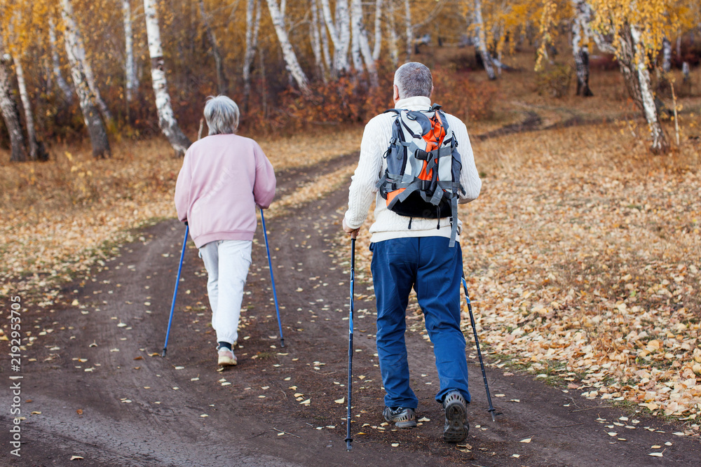 Fototapeta premium Senior couple nordic walking with poles in autumn park. Elderly man with backpack and woman hiking on leaf-covered path among birch trees.