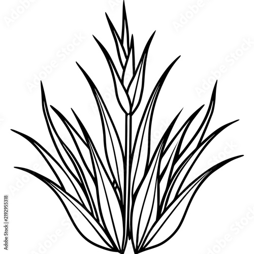 Perennial Ryegrass line art vector