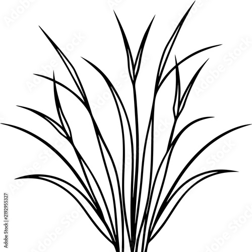 Perennial Ryegrass line art vector