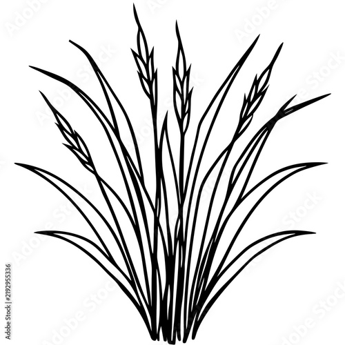 Perennial Ryegrass line art vector