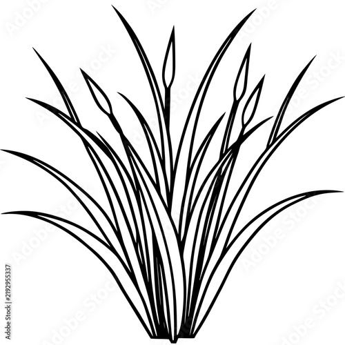 Perennial Ryegrass line art vector