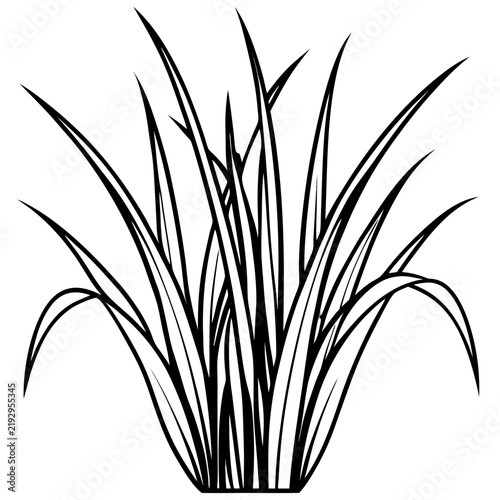 Perennial Ryegrass line art vector