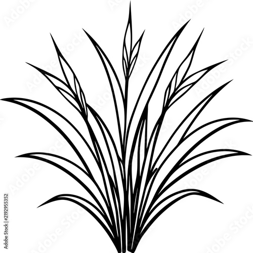 Perennial Ryegrass line art vector
