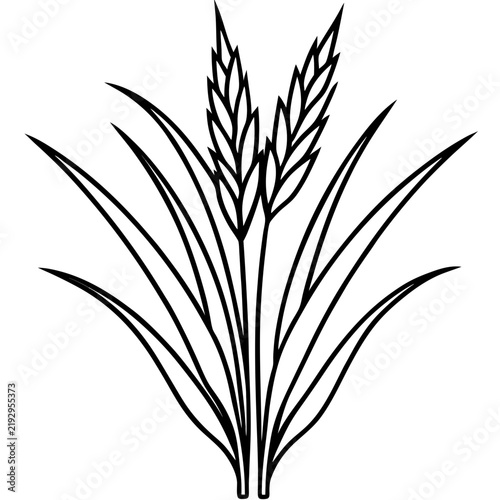 Perennial Ryegrass line art vector
