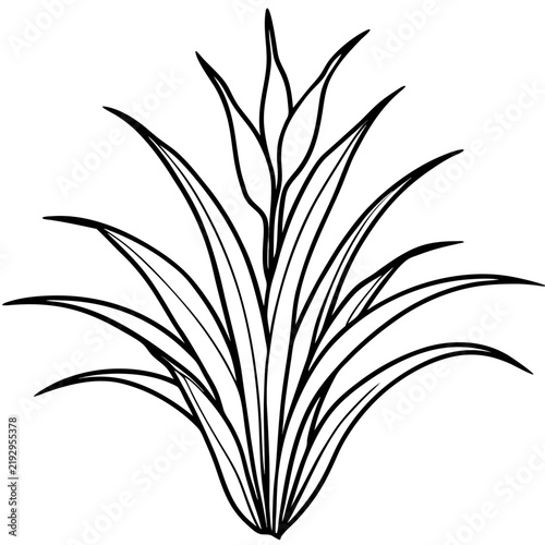 Perennial Ryegrass line art vector