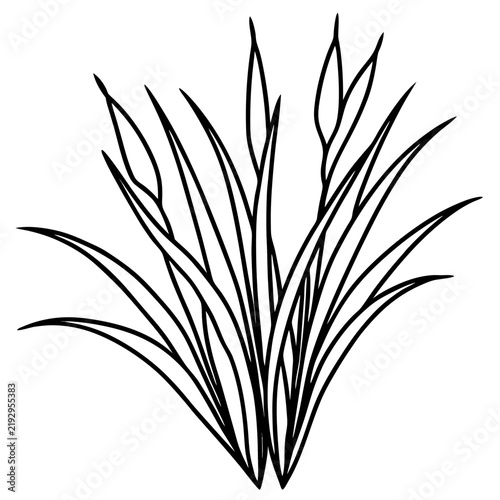Perennial Ryegrass line art vector