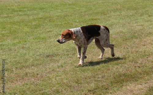 Canvastavla A Foxhound Hunting Dog Trotting Across a Field.