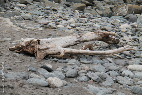 A Large Piece of Driftwood on a Rocky Ocean Beach.