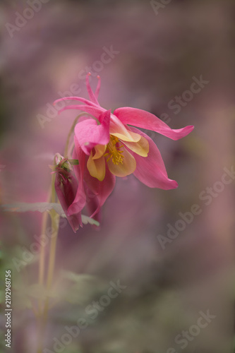 pink aquilegia flower