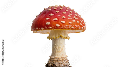 Red and white spotted Amanita muscaria mushroom with textured stem, isolated on transparent background