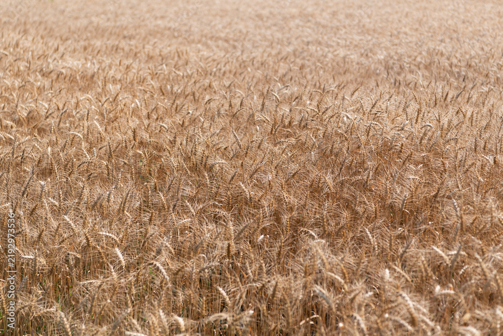 Obraz premium Barley grain and spikelet. Wheat ears background. Ripe barley field. Barley grain harvest. Crop harvest in summer. Agriculture field with ripe wheat harvest. Countryside farming
