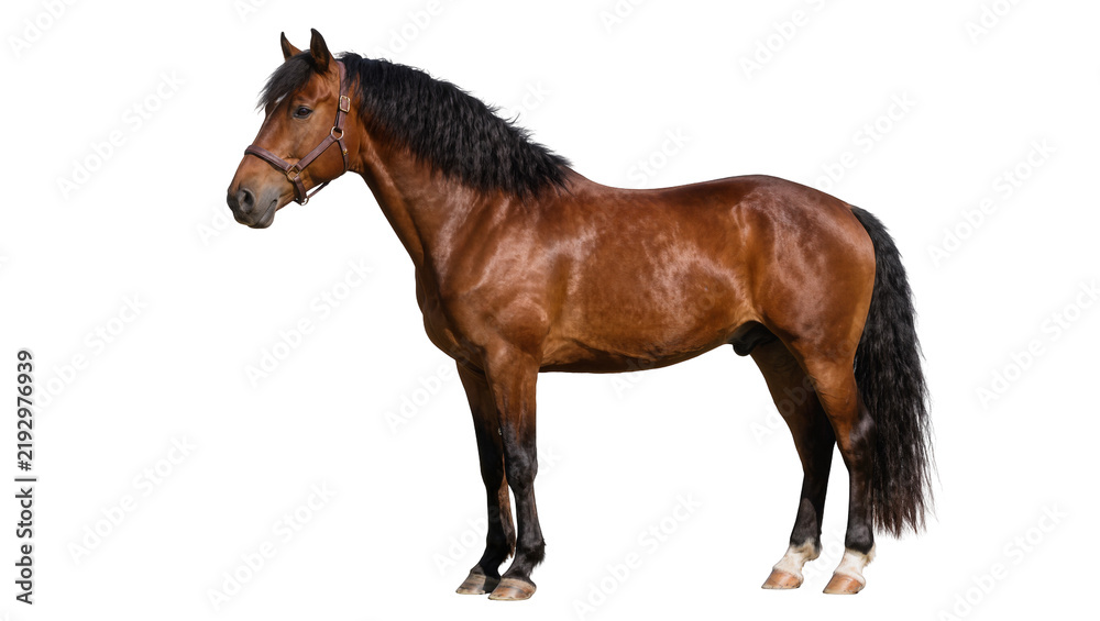 Fototapeta premium Brown horse with black mane and tail wearing a bridle, isolated on transparent background