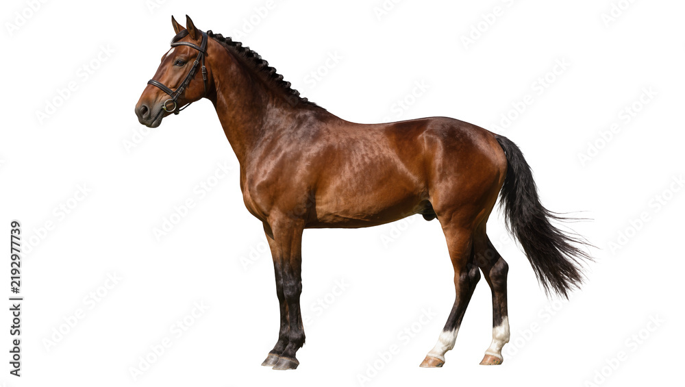 Obraz premium Brown horse with braided mane and leather bridle, isolated on transparent background