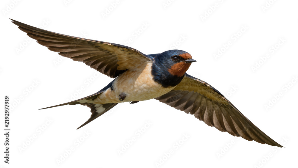 Obraz premium Barn swallow bird with spread wings flying, isolated on transparent background