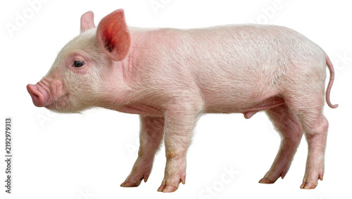 Fotografie Small pink piglet standing, isolated on transparent background