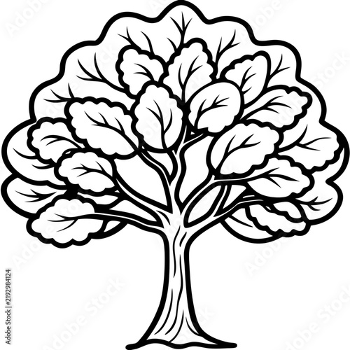 Walnut Tree line art vector
