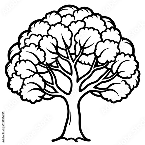 Walnut Tree line art vector