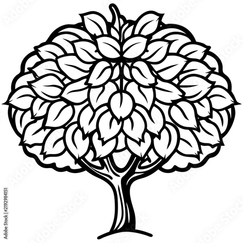 Walnut Tree line art vector