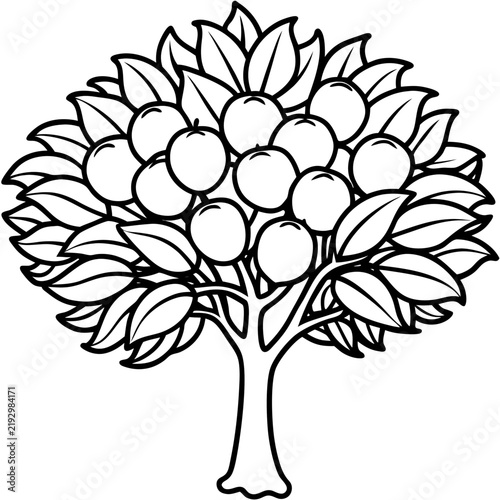 Walnut Tree line art vector
