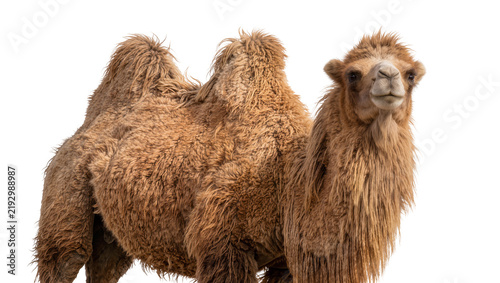 Cuadro en lienzo Fluffy brown Bactrian camel with two humps, isolated on transparent background