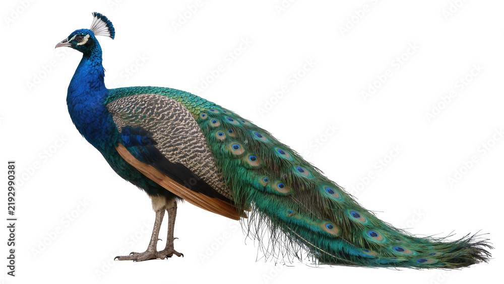 Obraz premium Majestic blue peacock with green iridescent tail feathers, isolated on transparent background