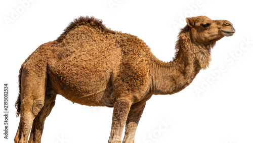 Bild auf Leinwand Dromedary camel with shaggy brown fur, isolated on transparent background