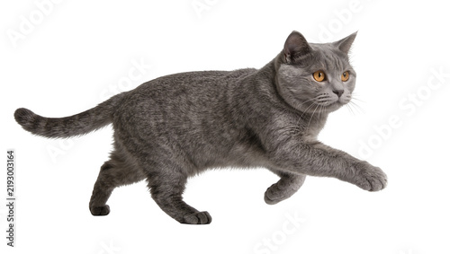 Graceful British Shorthair cat with orange eyes mid-stride, isolated on transparent background