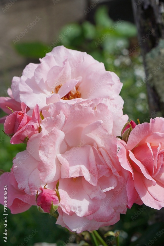 Fototapeta premium pink rose bush