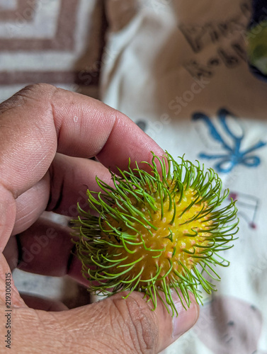 Hand holding fresh sweet rambutan fruit with green spiky peel. 