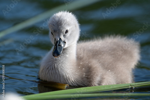 Fotografie baby mute swan