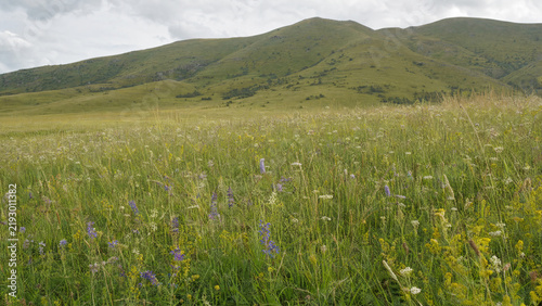 Wildflower Meadow and Green Rolling Hills under an Open Sky