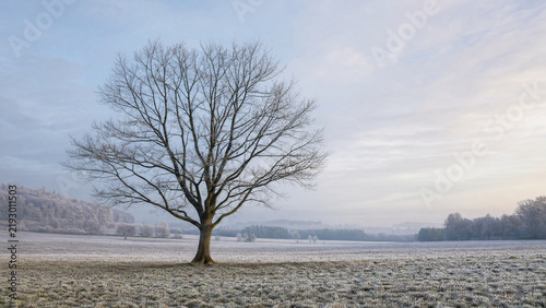 Solitary Leafless Tree in a Frost Covered Winter Field