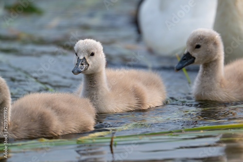 Fotografie family of swans