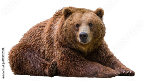 Bild auf Leinwand Brown grizzly bear resting, isolated on transparent background