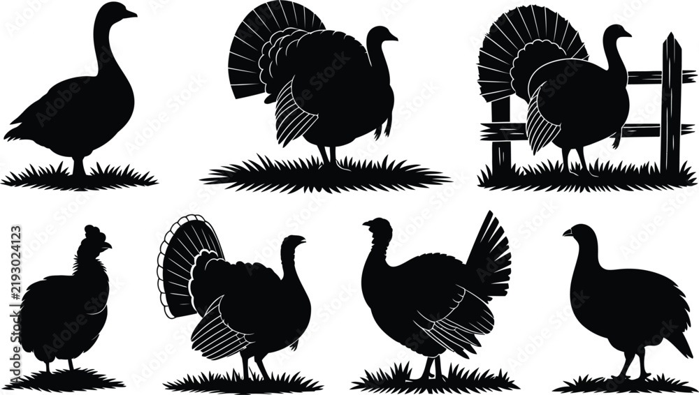 Obraz premium Collection of black turkey silhouettes showing various poses and postures, including birds standing on grass and one turkey standing next to a rustic wooden fence panel