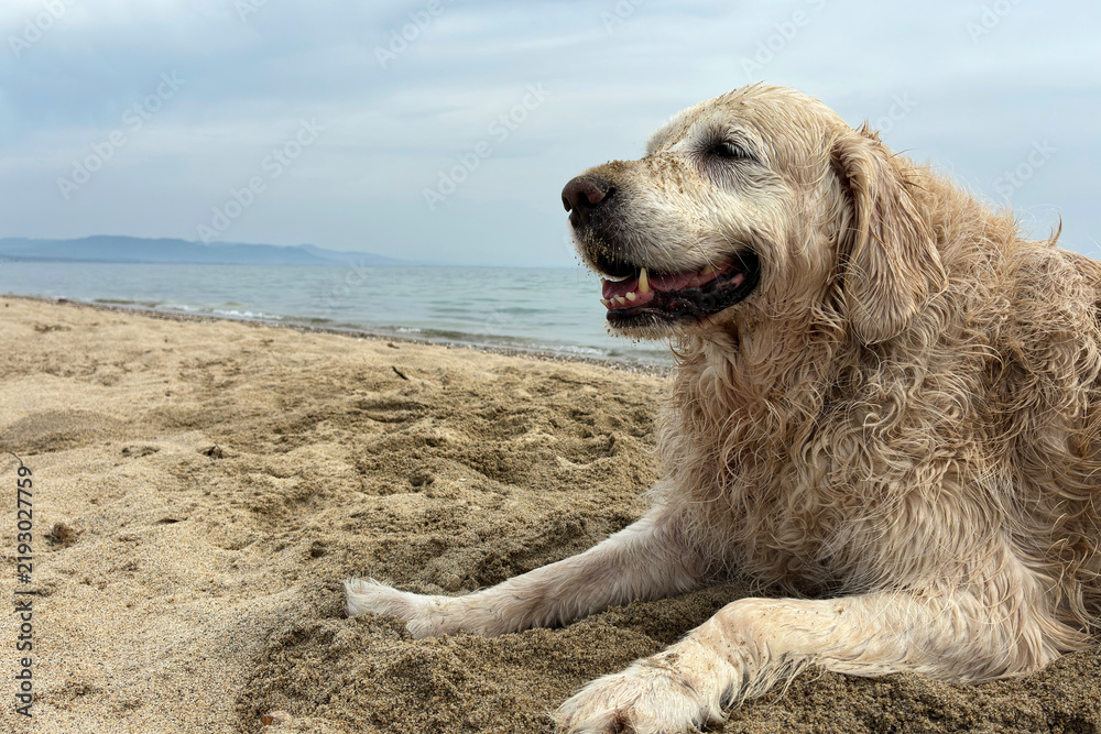 Naklejka premium Golden Retriever Dog Sitting on Sandy Beach by the Sea, Relaxing Under Blue Sky with Calm Ocean Waves. Summer Vacation Pet Travel Concept with Copy Space. Sunbathing lying on the hot sand under the s