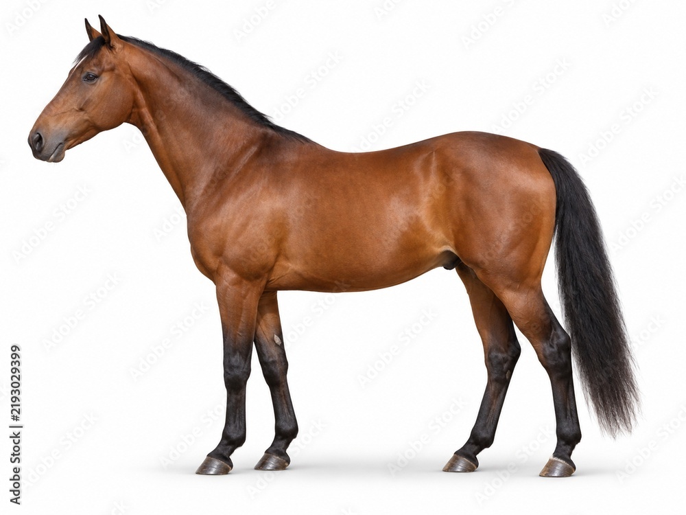 Obraz premium Brown Horse Illustration Standing Isolated on a White Background